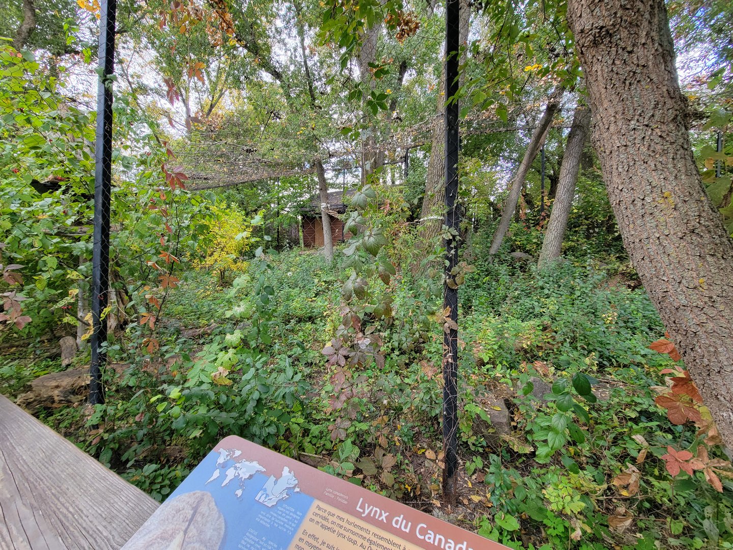 Ecomuseum Zoo - Canada lynx