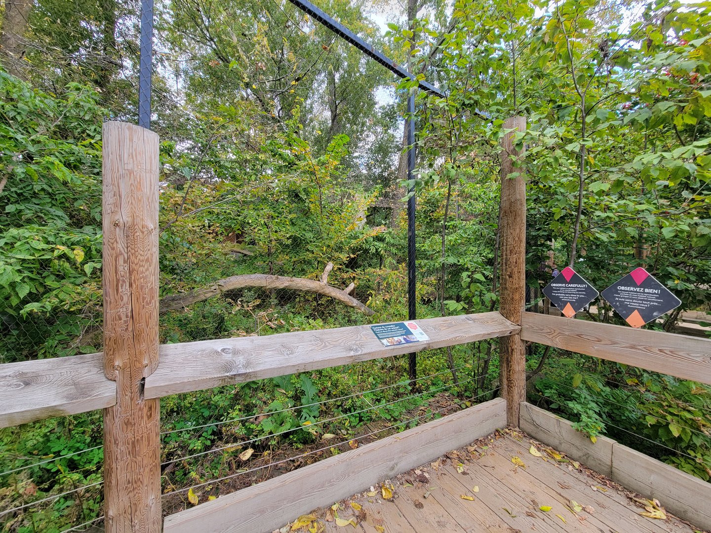 Ecomuseum Zoo - Canada lynx
