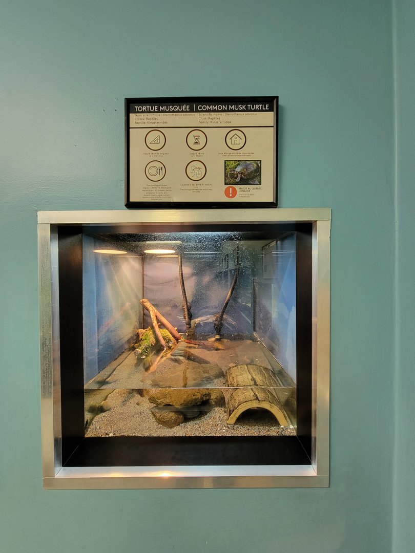Ecomuseum Zoo - Common musk turtle