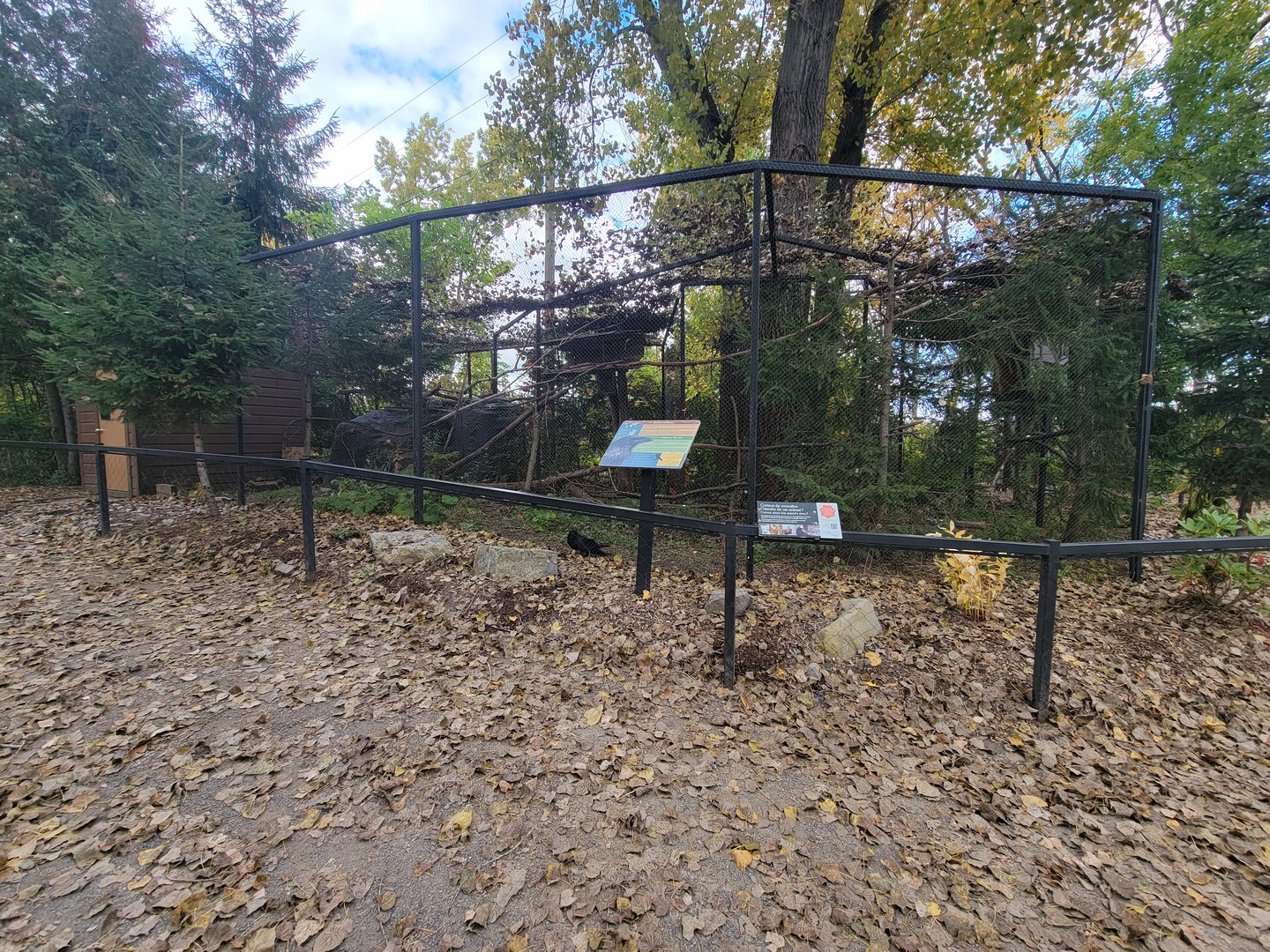 Ecomuseum Zoo - Common raven