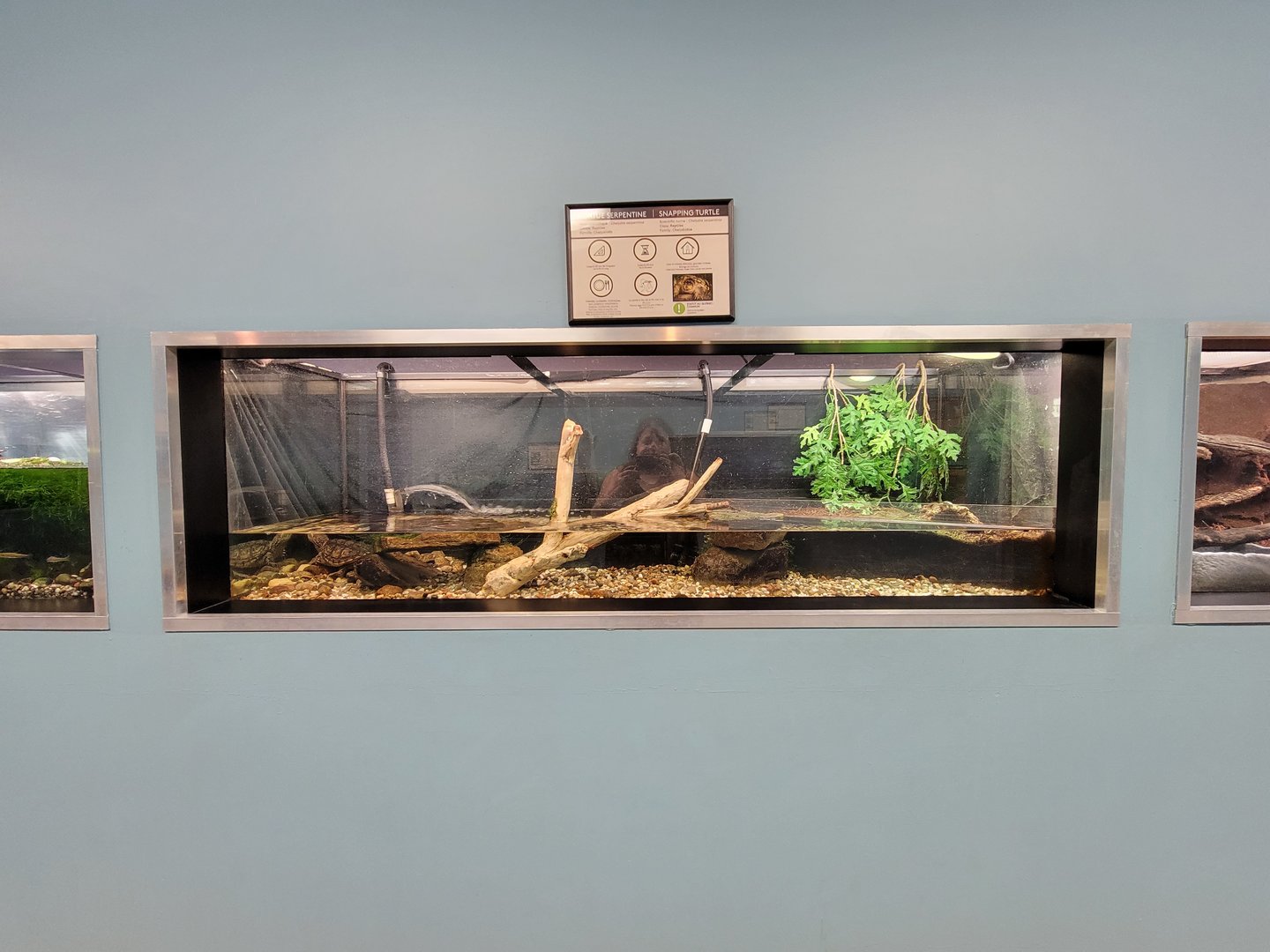 Ecomuseum Zoo - Common snapping turtle