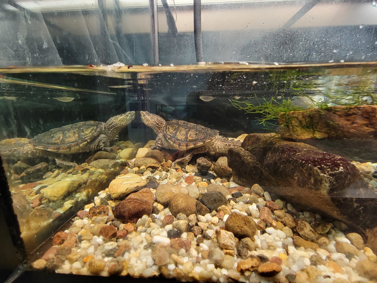 Ecomuseum Zoo - Common snapping turtle