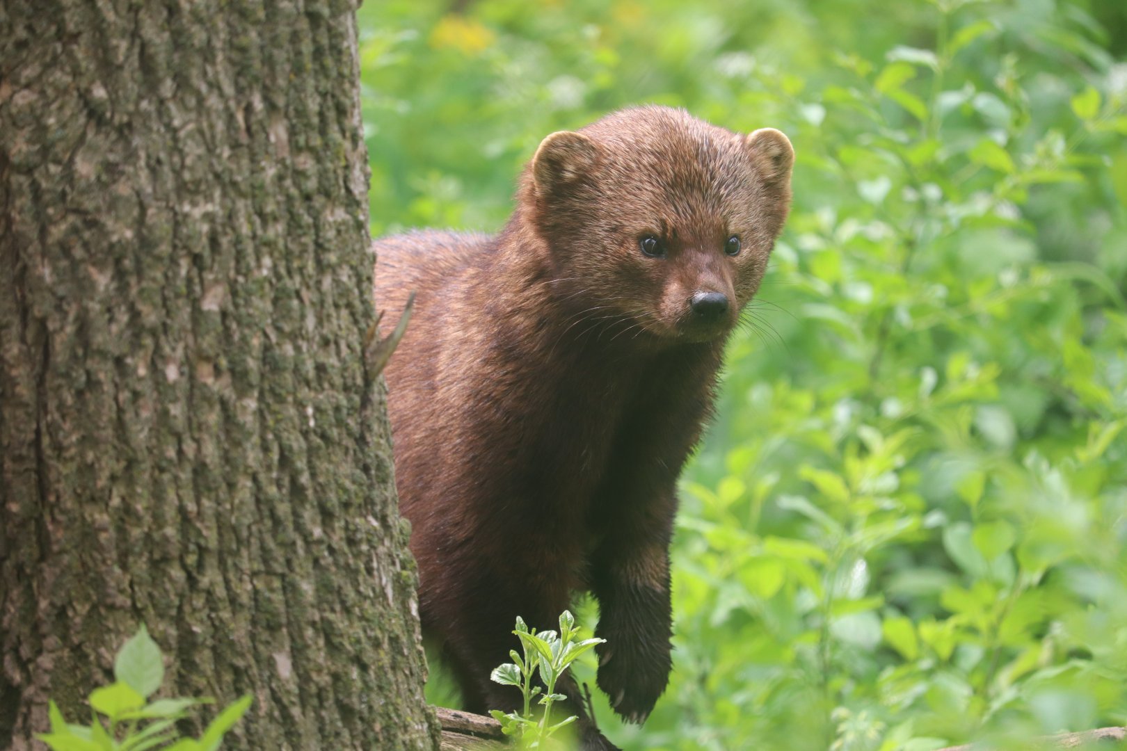 Ecomuseum Zoo - Fisher