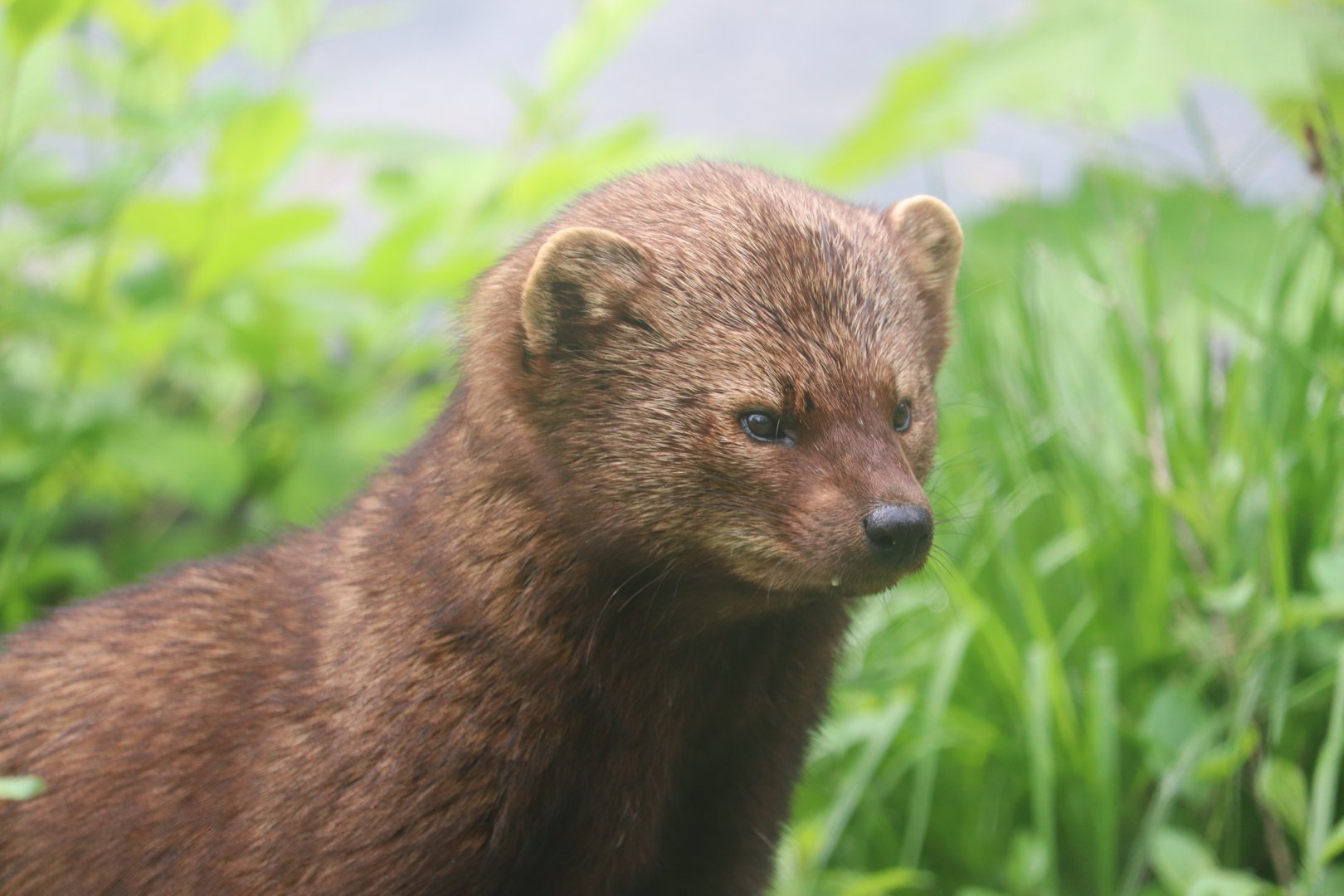 Ecomuseum Zoo - Fisher
