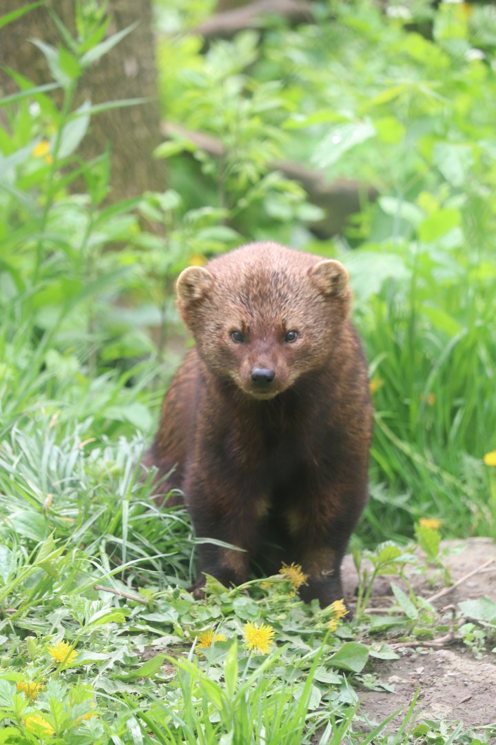 Ecomuseum Zoo - Fisher