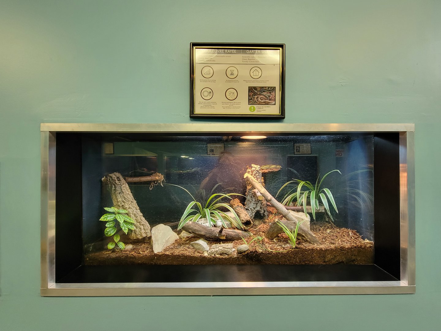 Ecomuseum Zoo - Garter snake