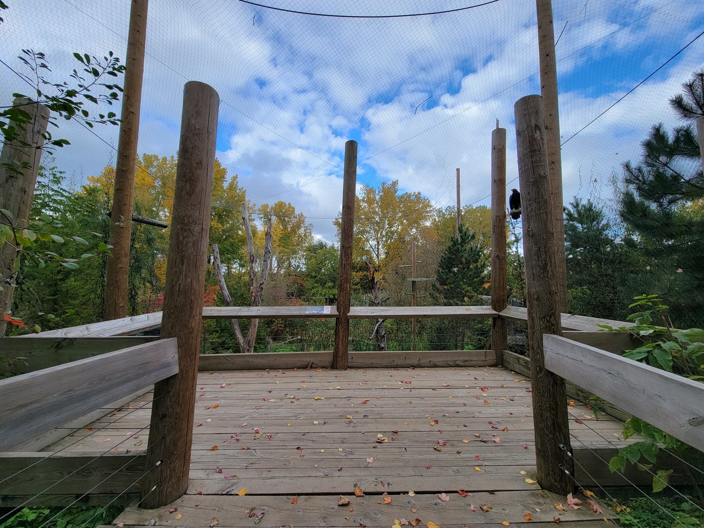Ecomuseum Zoo - Golden and bald eagles