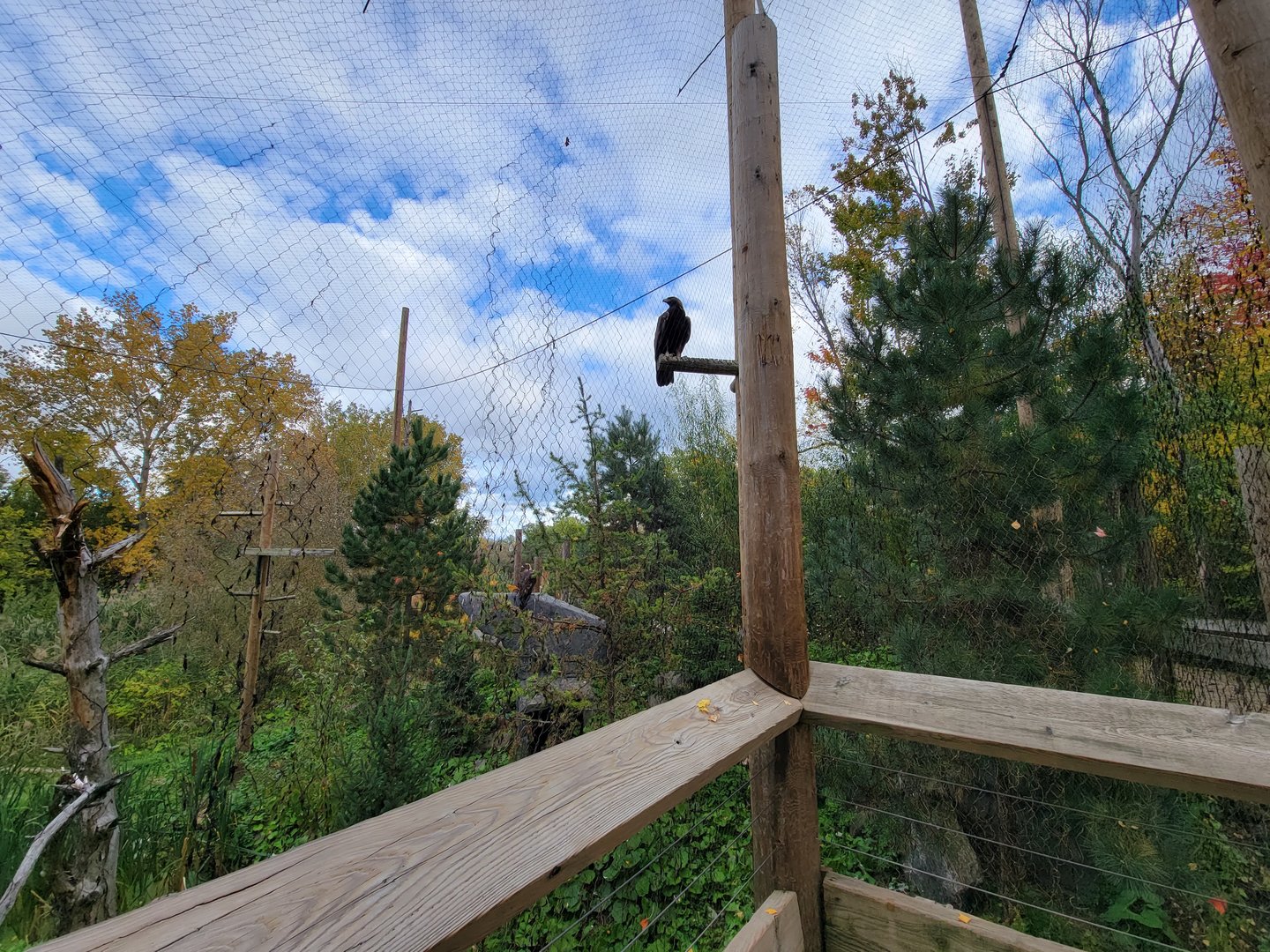 Ecomuseum Zoo - Golden and bald eagles
