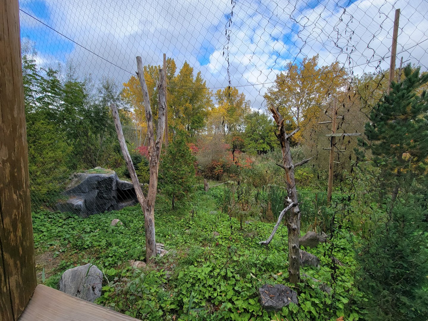 Ecomuseum Zoo - Golden and bald eagles