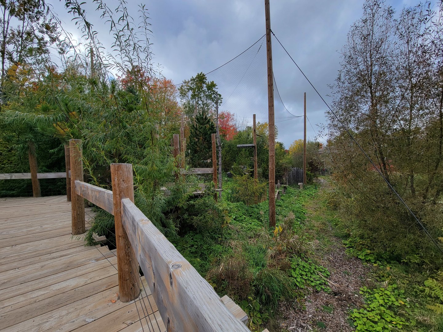 Ecomuseum Zoo - Golden and bald eagles