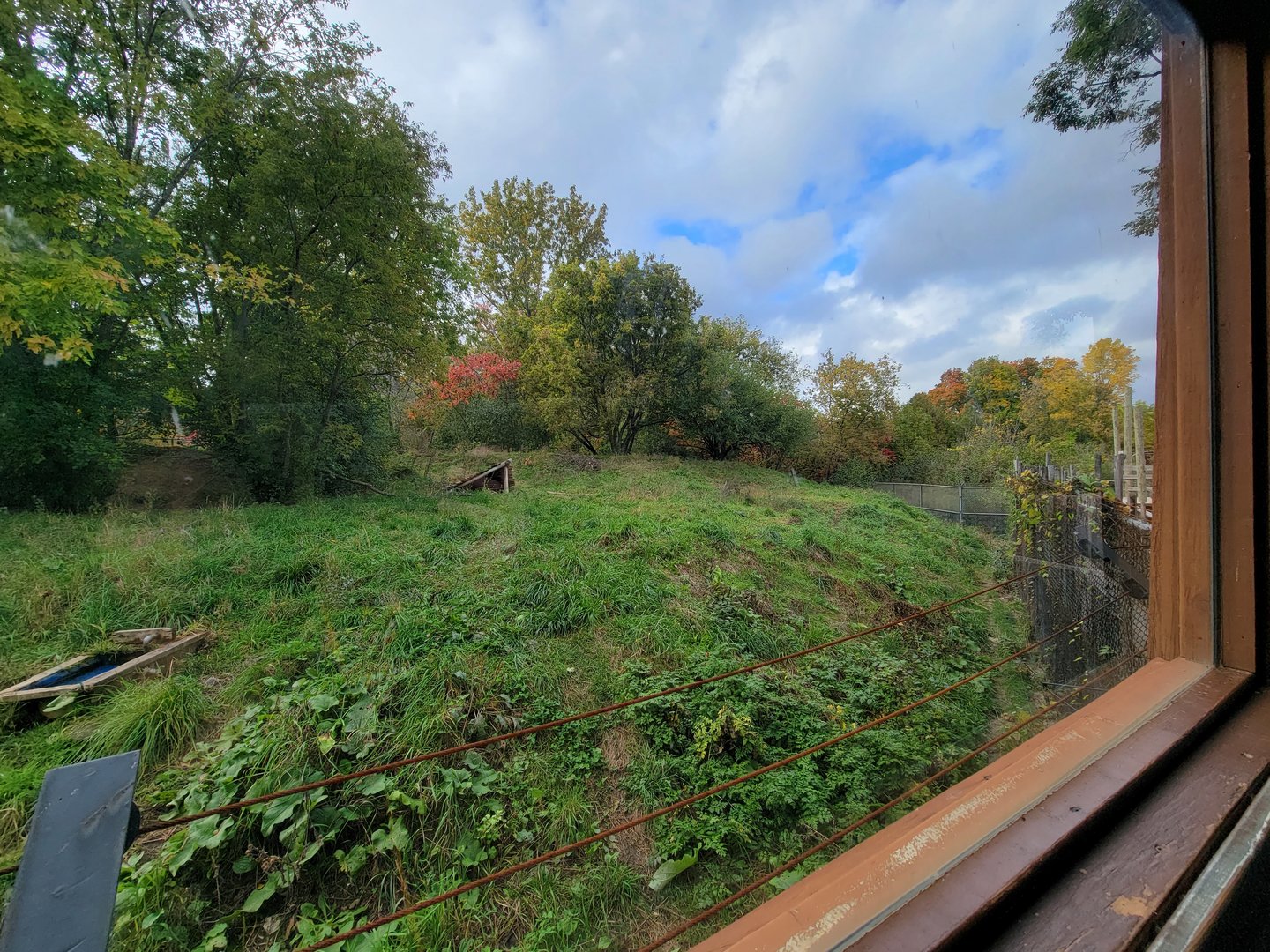 Ecomuseum Zoo - Gray wolf