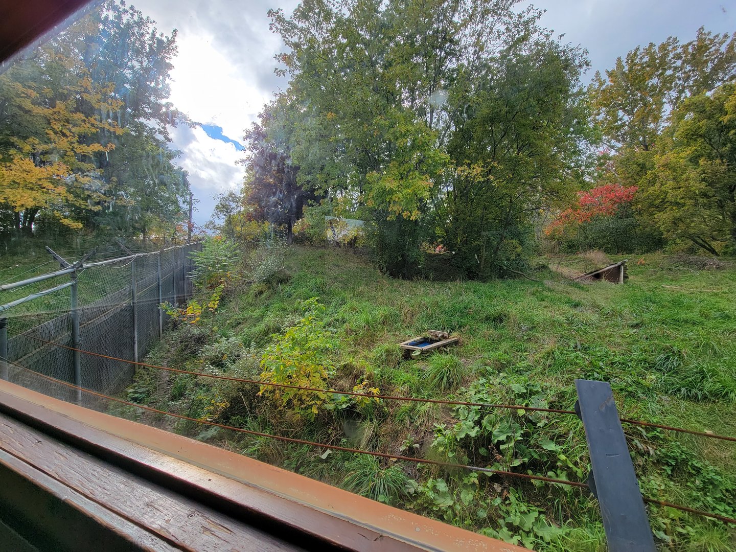 Ecomuseum Zoo - Gray wolf