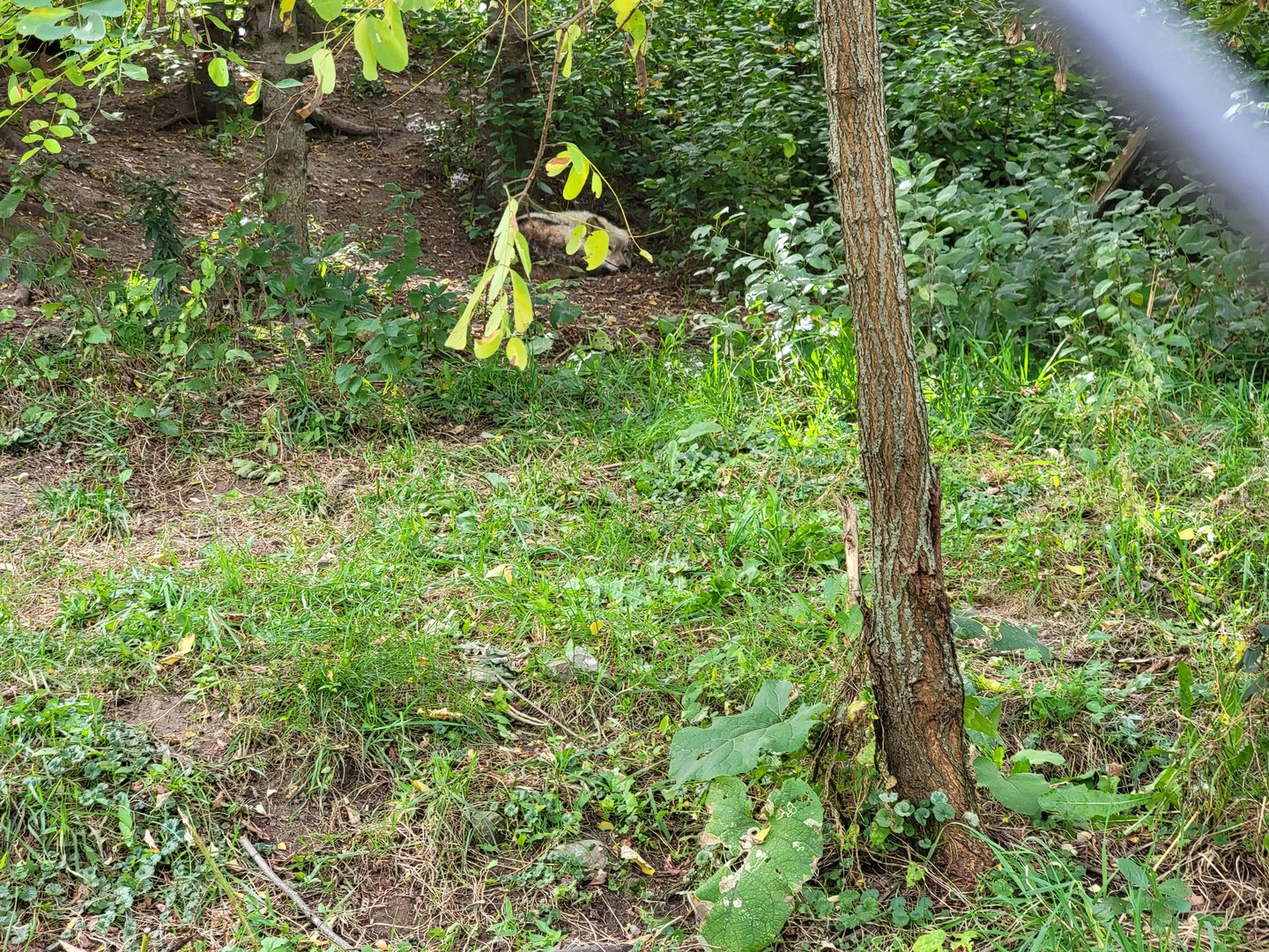 Ecomuseum Zoo - Gray wolf