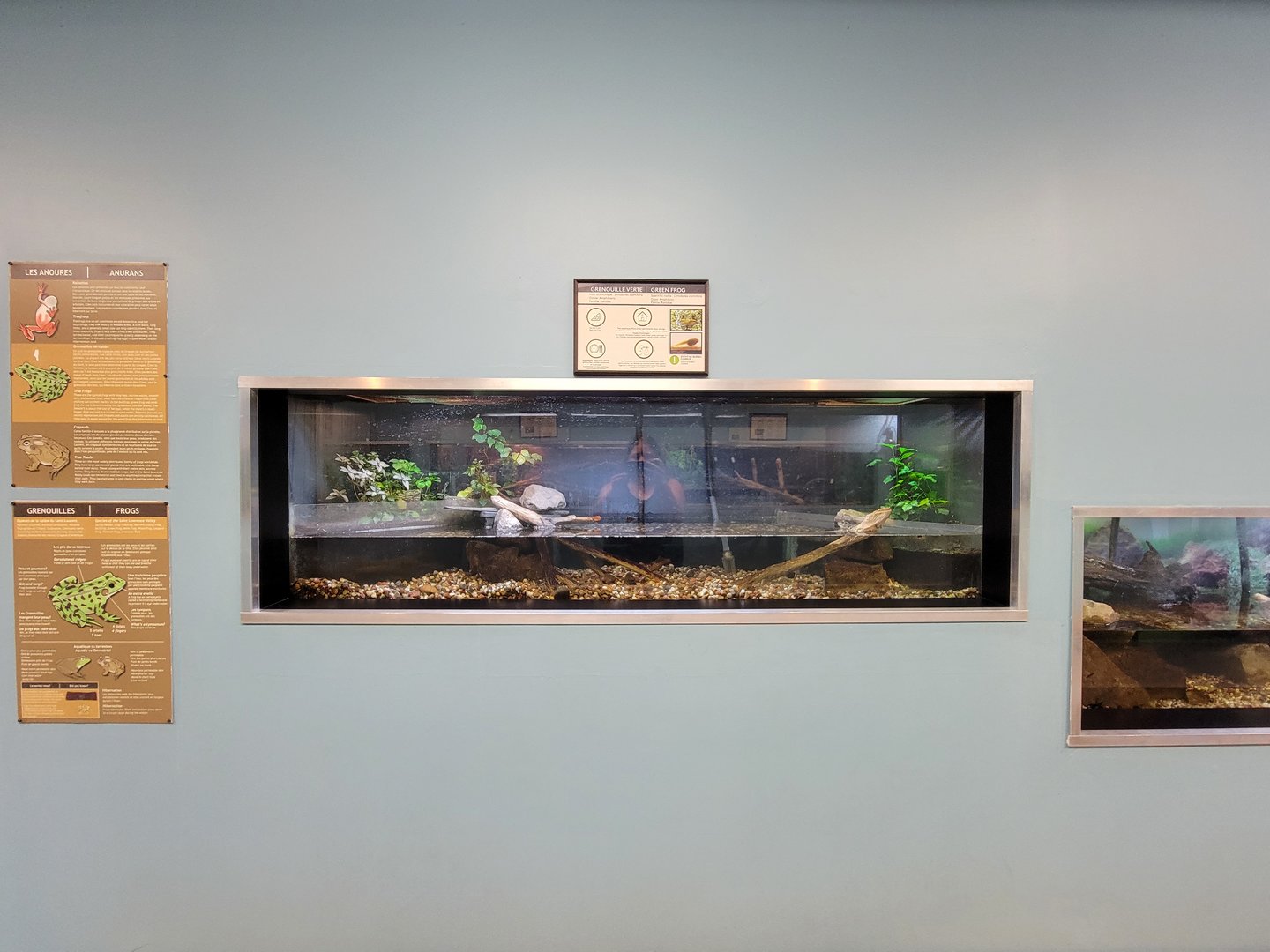 Ecomuseum Zoo - Green frog