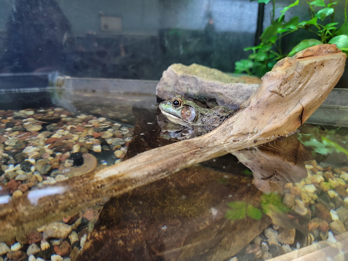 Ecomuseum Zoo - Green frog