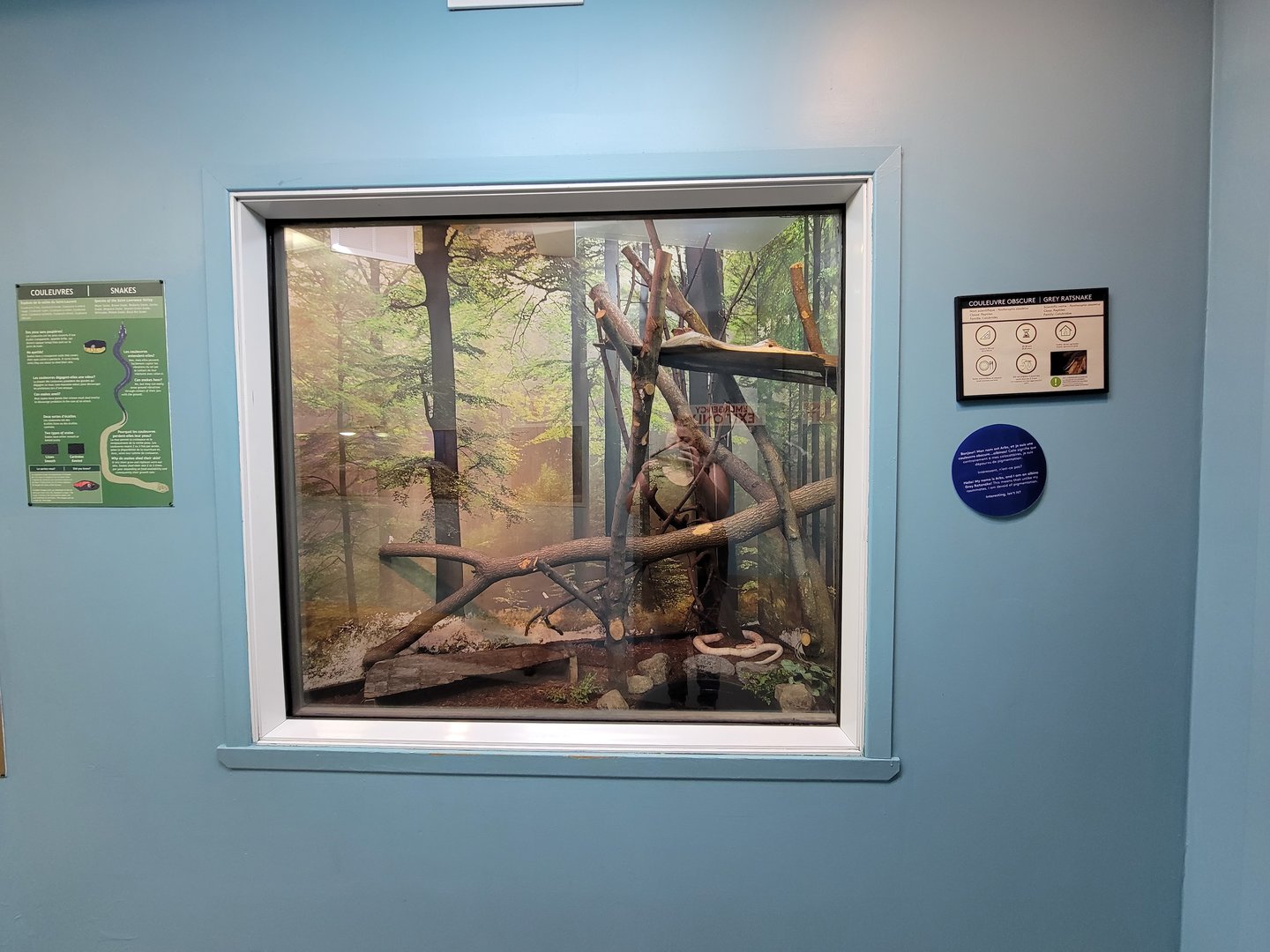 Ecomuseum Zoo - Grey ratsnake