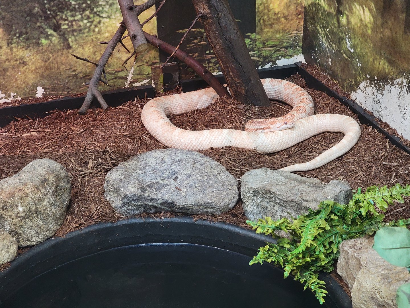 Ecomuseum Zoo - Grey ratsnake