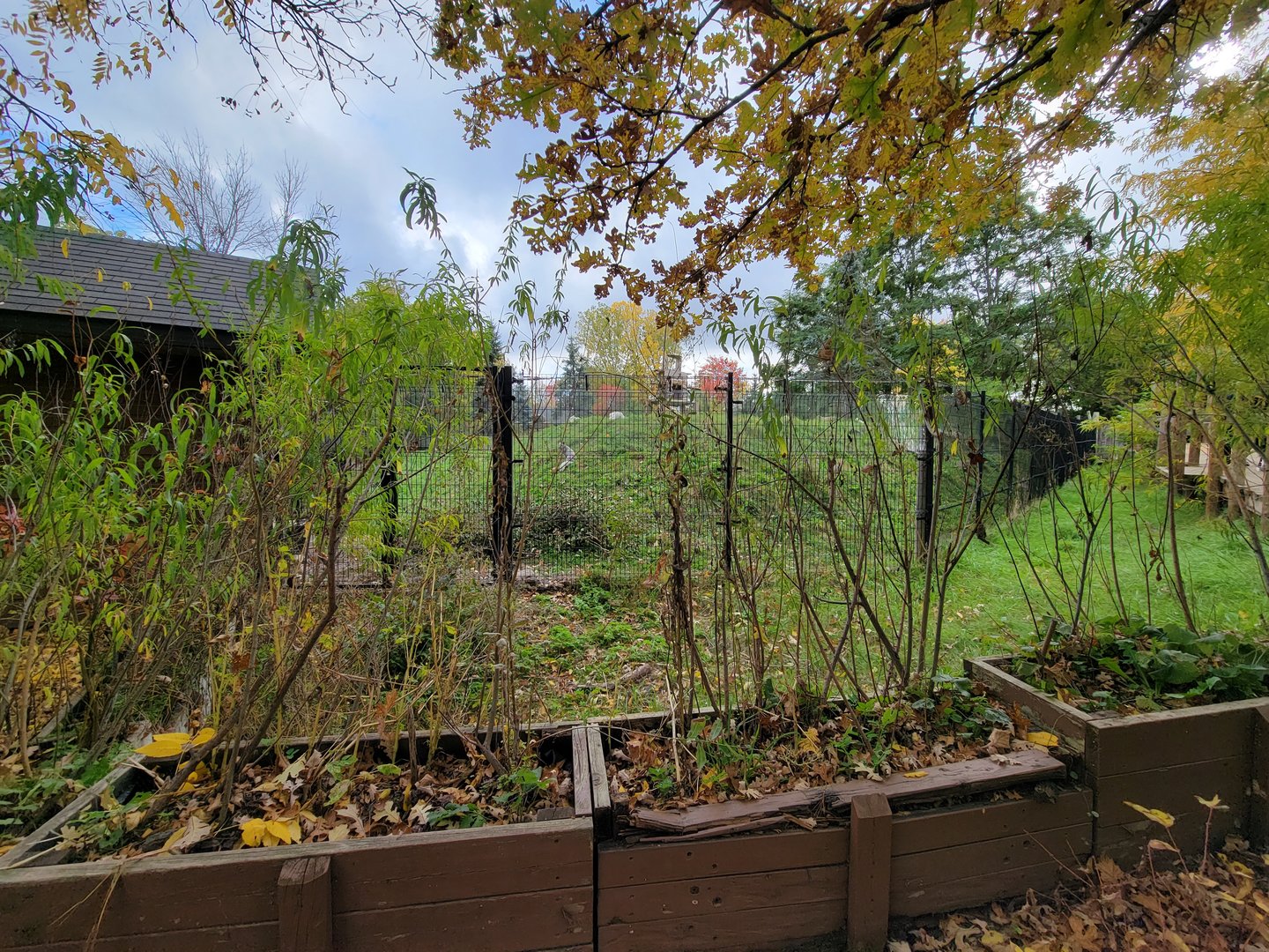 Ecomuseum Zoo - Huge Arctic fox exhibit