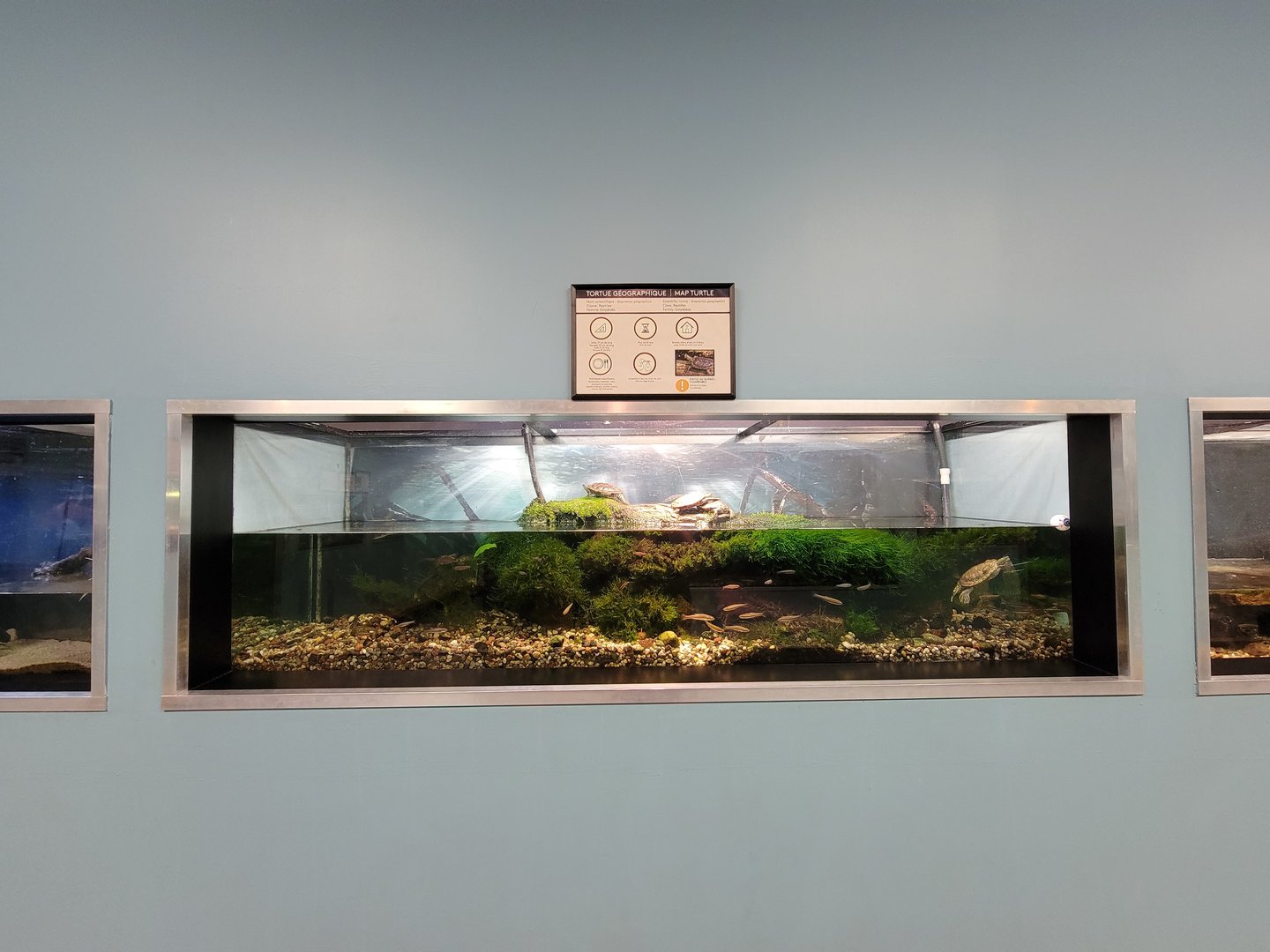 Ecomuseum Zoo - Map turtle