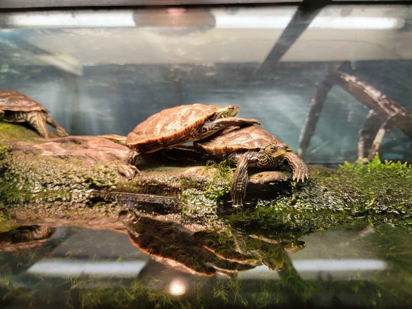 Ecomuseum Zoo - Map turtles