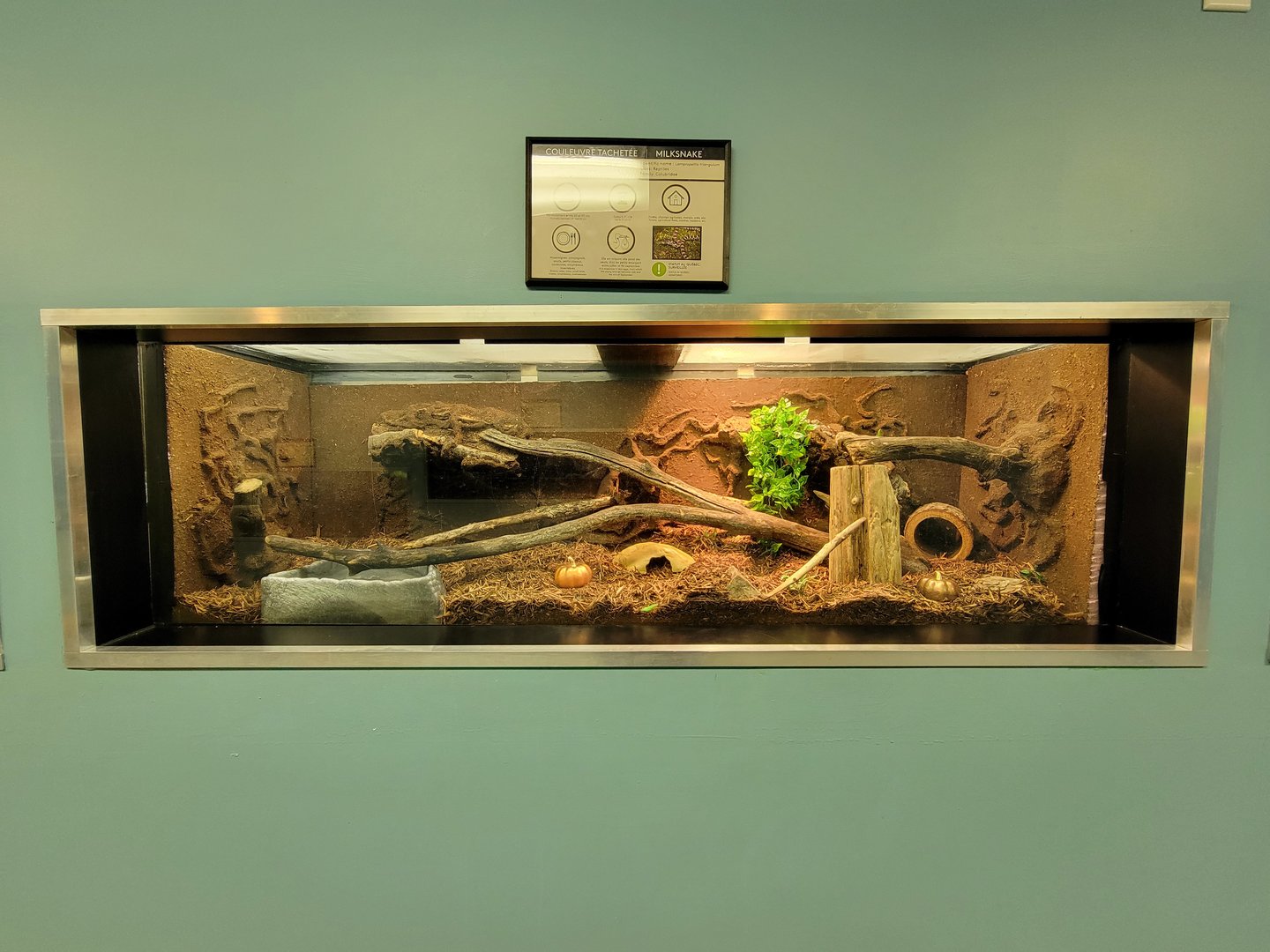 Ecomuseum Zoo - Milksnake