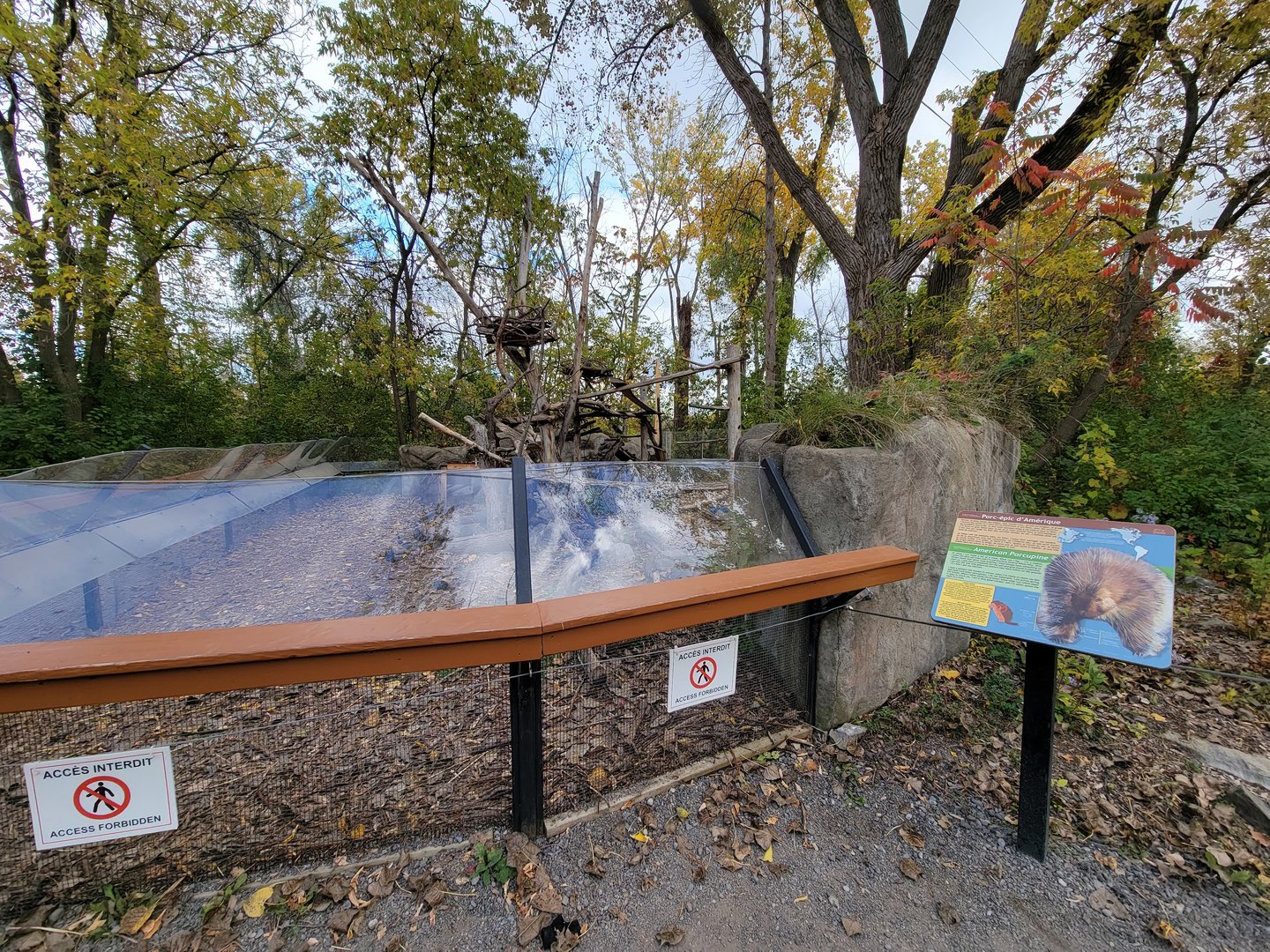 Ecomuseum Zoo - North American porcupine
