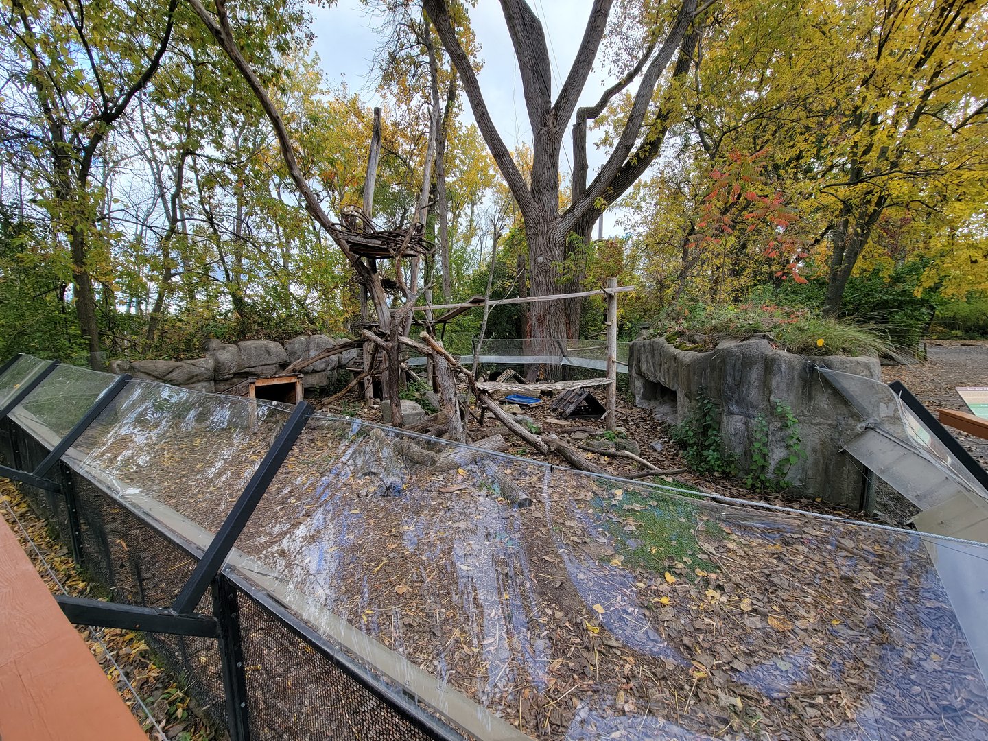 Ecomuseum Zoo - North American porcupine