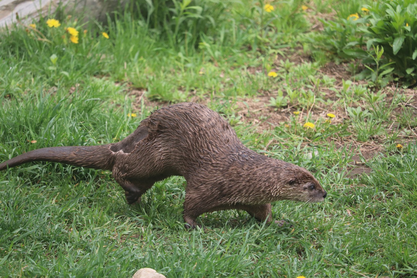 Ecomuseum Zoo - North American River Otter