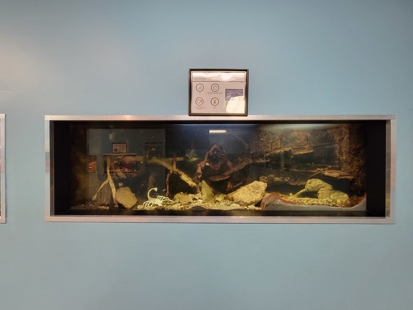 Ecomuseum Zoo - Northern crayfish