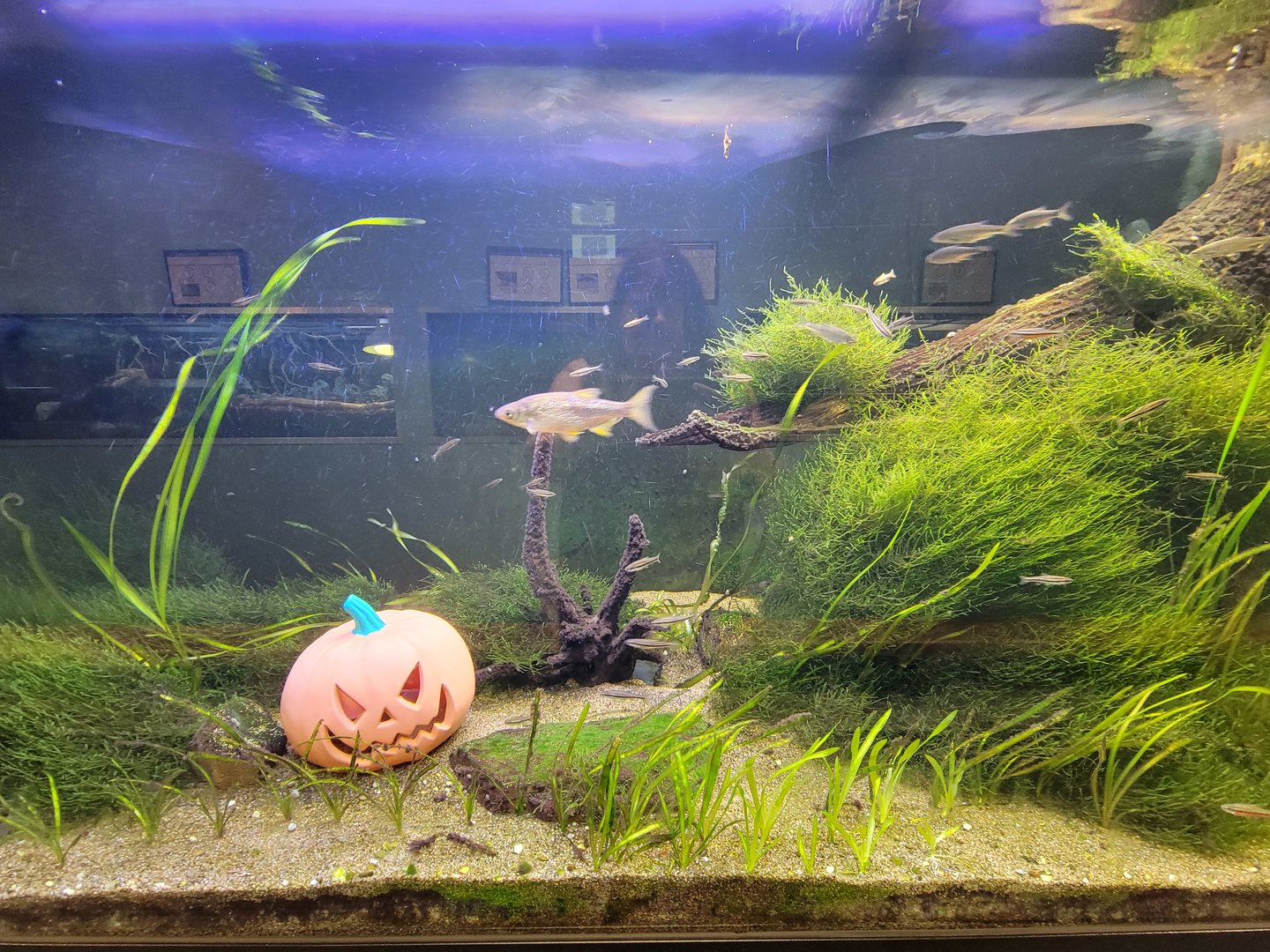 Ecomuseum Zoo - Northern redbelly dace, golden shiner