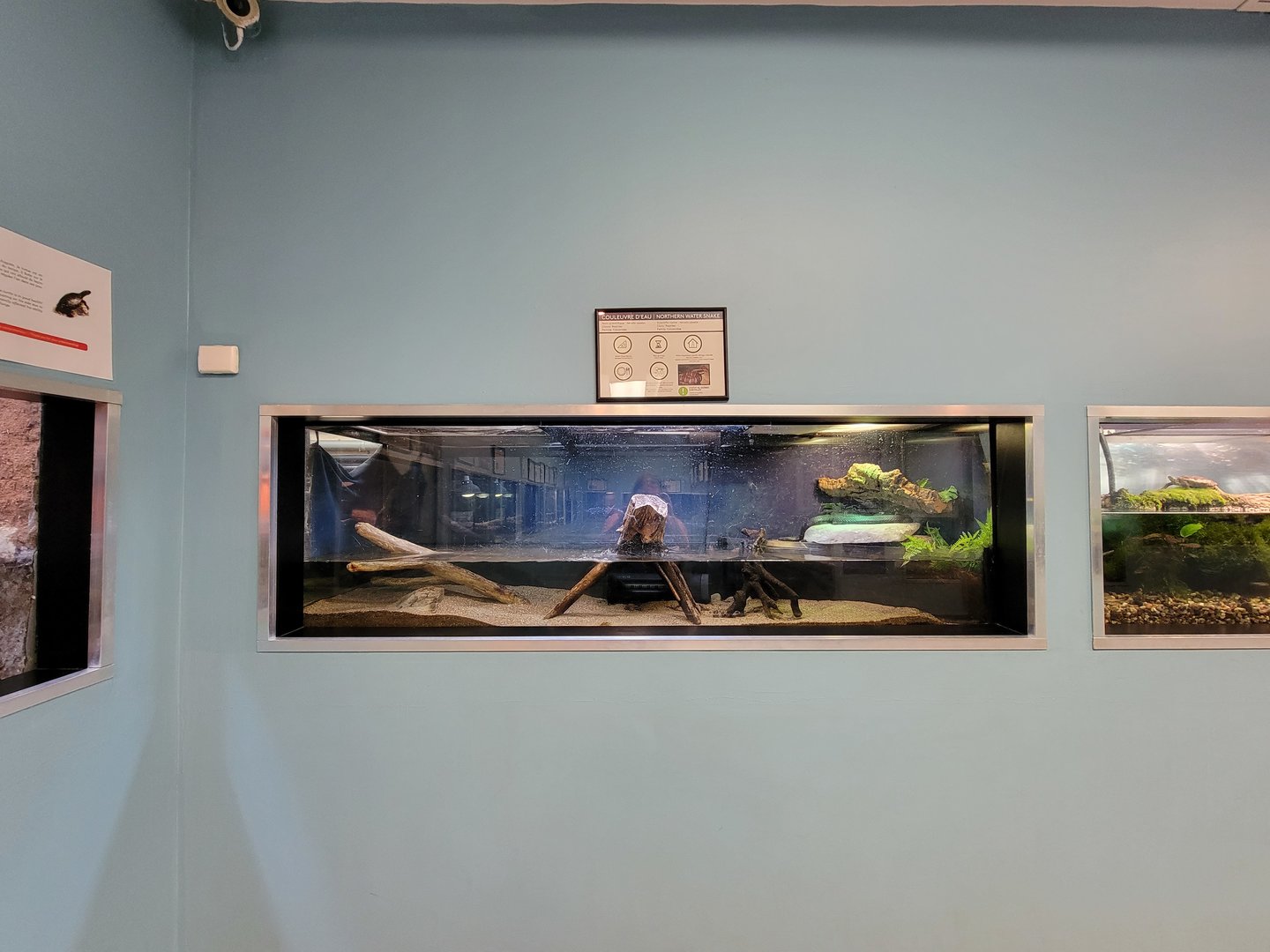 Ecomuseum Zoo - Northern water snake