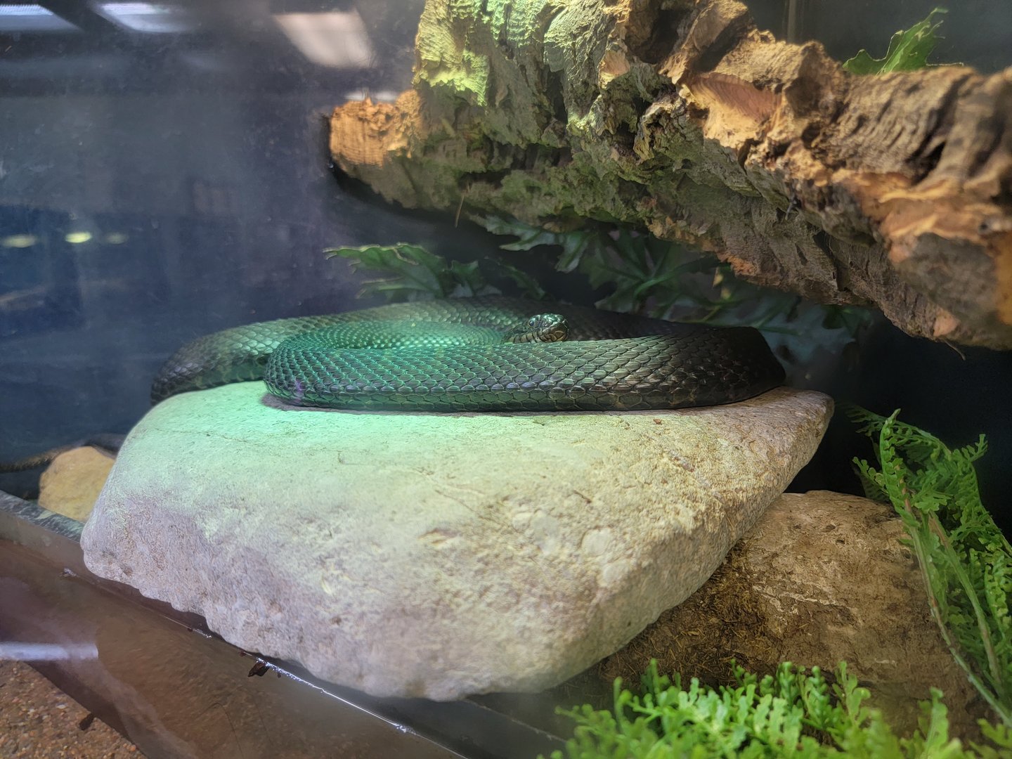 Ecomuseum Zoo - Northern water snake