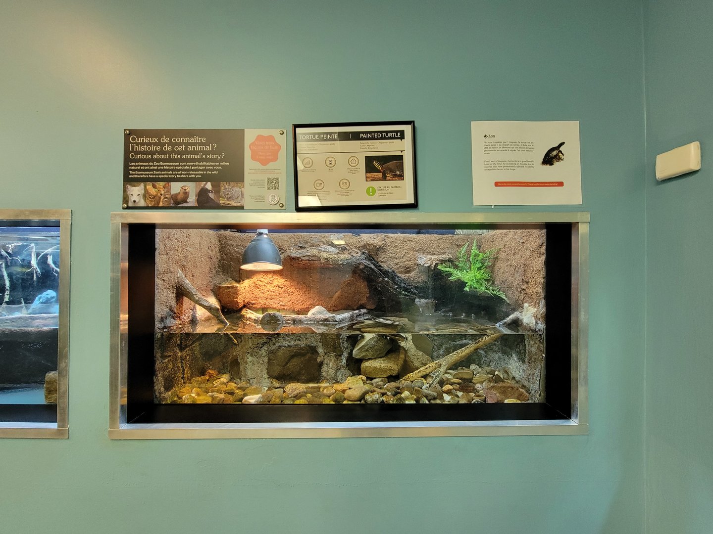 Ecomuseum Zoo - Painted turtle