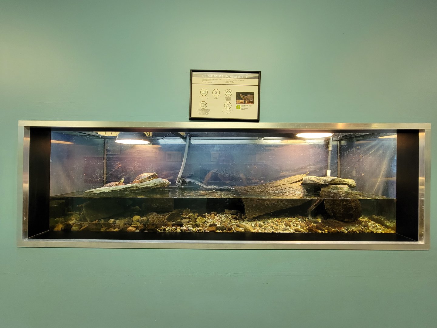 Ecomuseum Zoo - Painted turtle