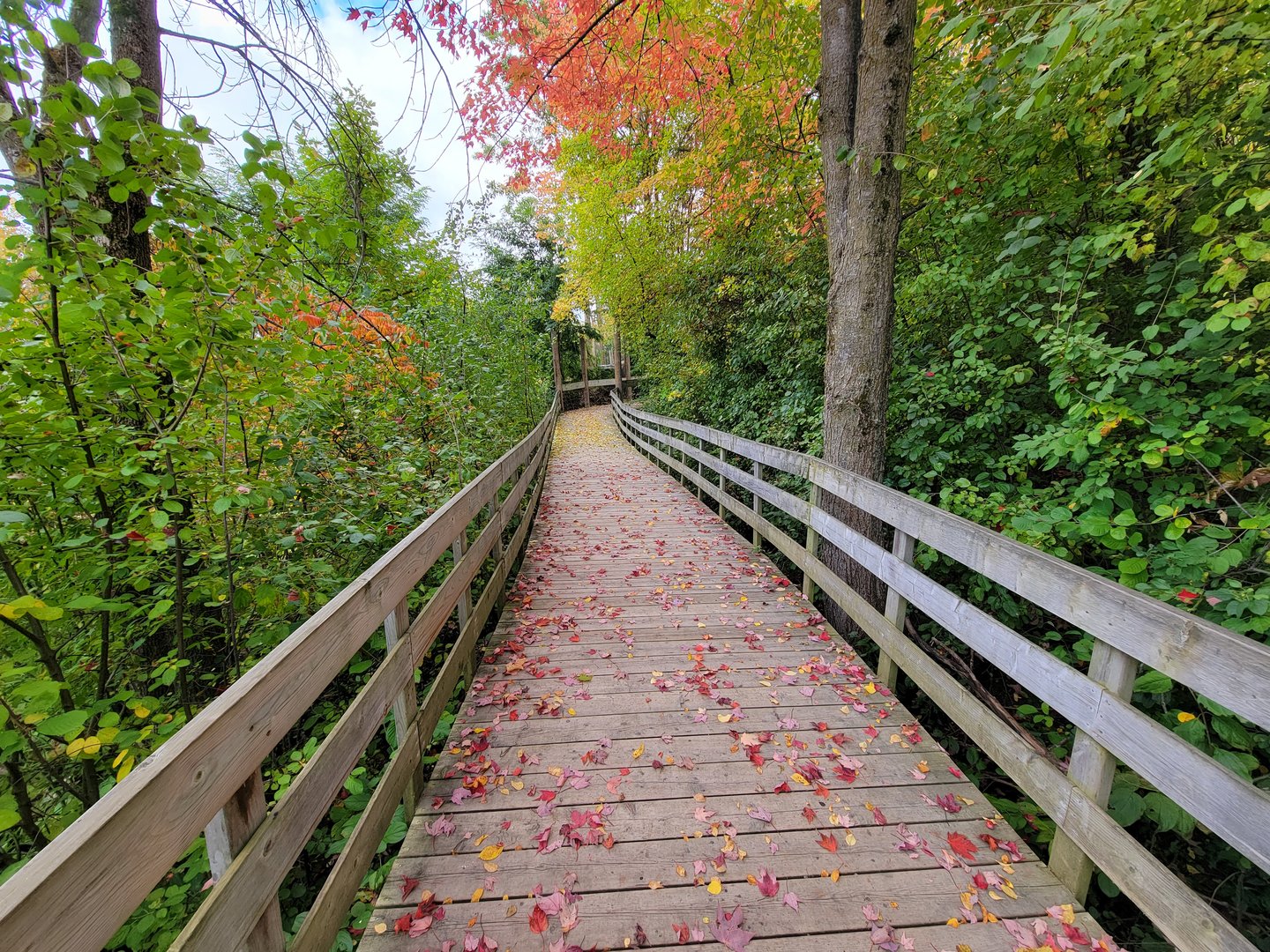 Ecomuseum Zoo - Path