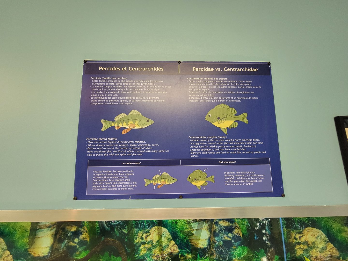 Ecomuseum Zoo - Percidae vs Centrarchidae info