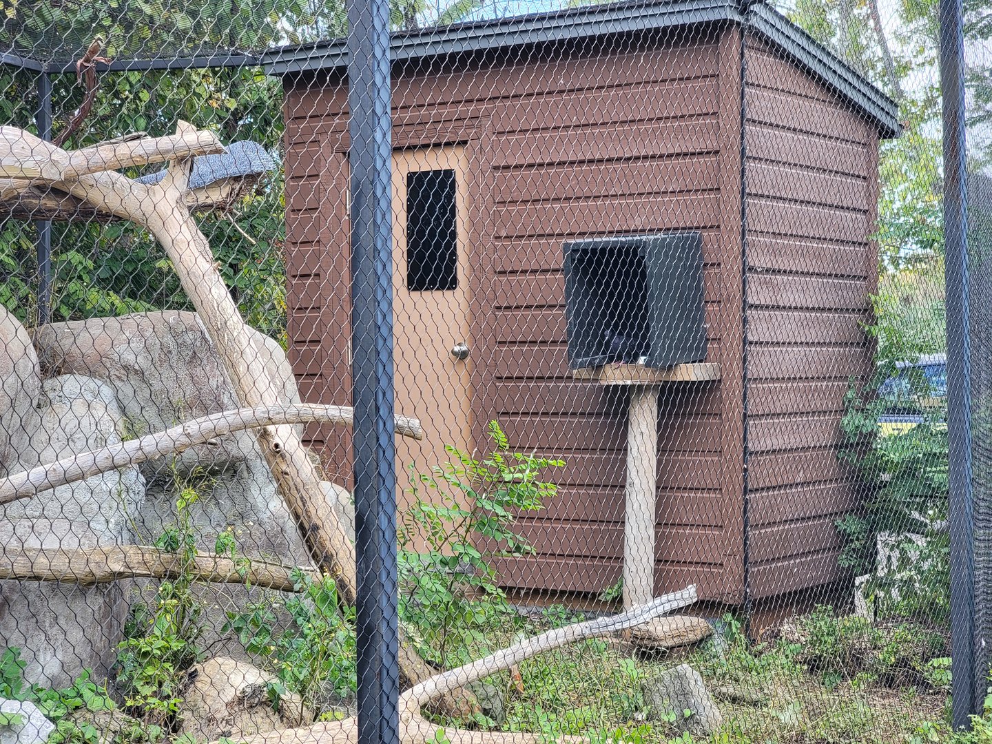Ecomuseum Zoo - Pigeon in empty/unsigned bird exhibit