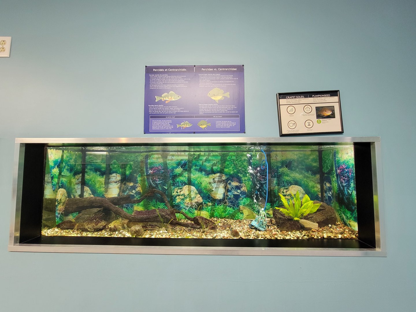 Ecomuseum Zoo - Pumpkinseed