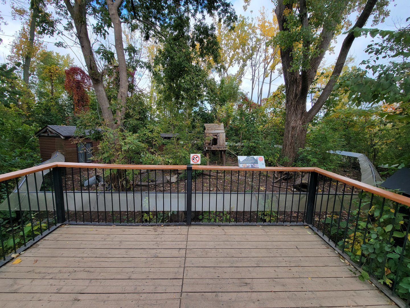 Ecomuseum Zoo - Raccoons