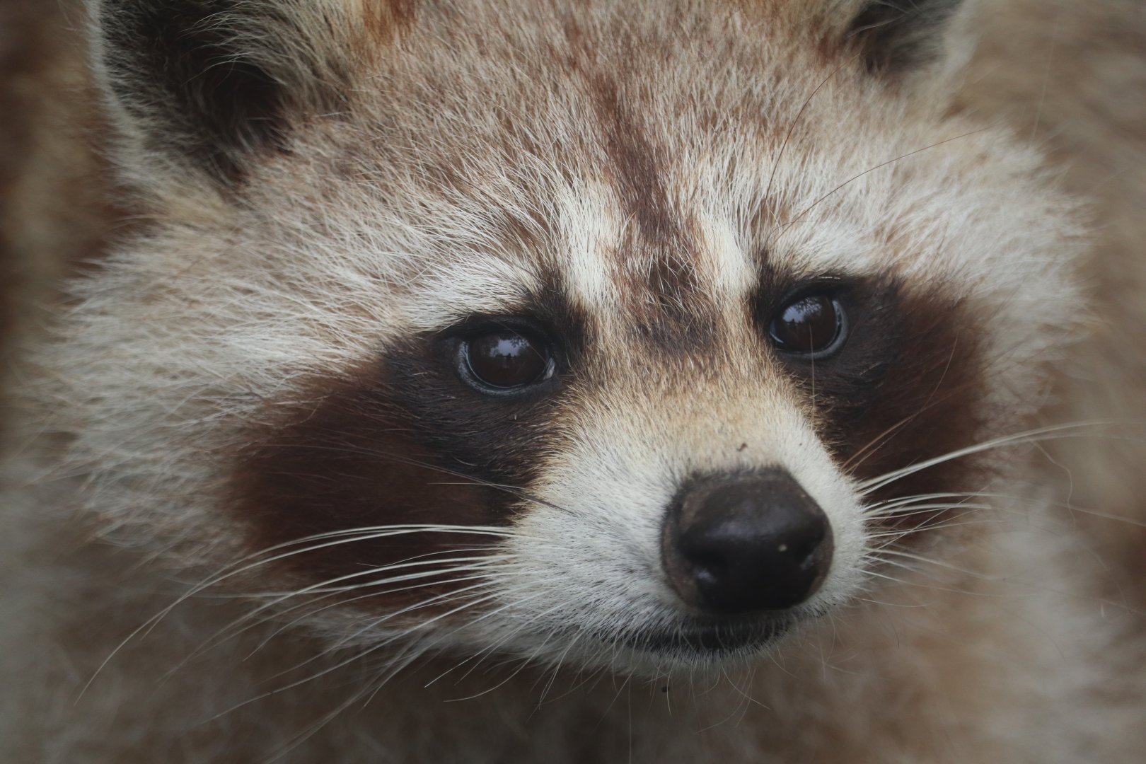 Ecomuseum Zoo - Racoon