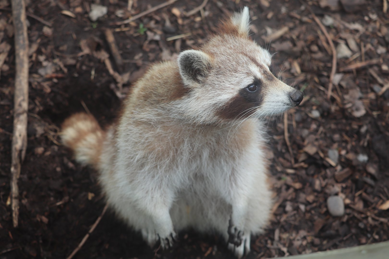 Ecomuseum Zoo - Racoon