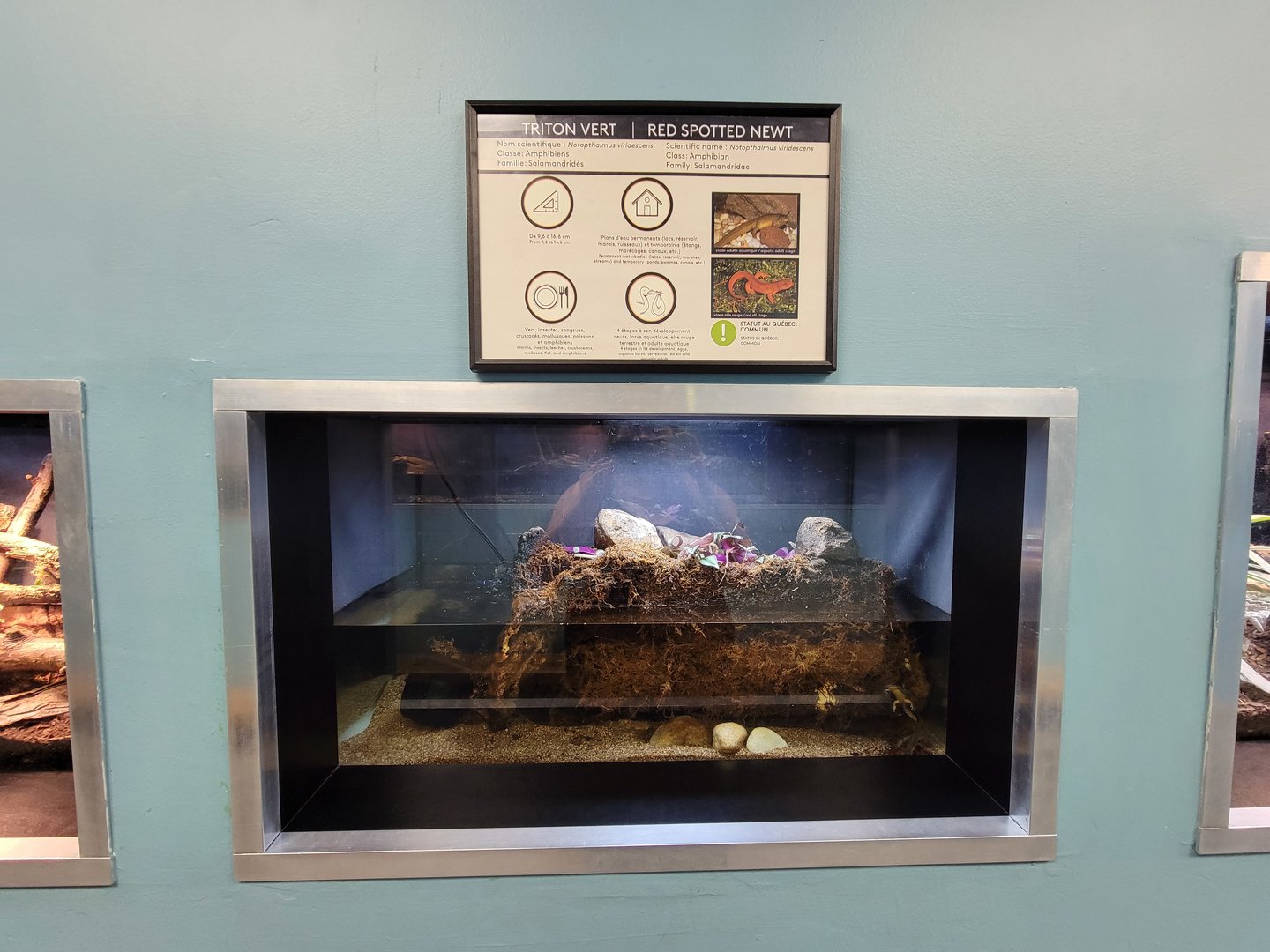 Ecomuseum Zoo - Red spotted newt