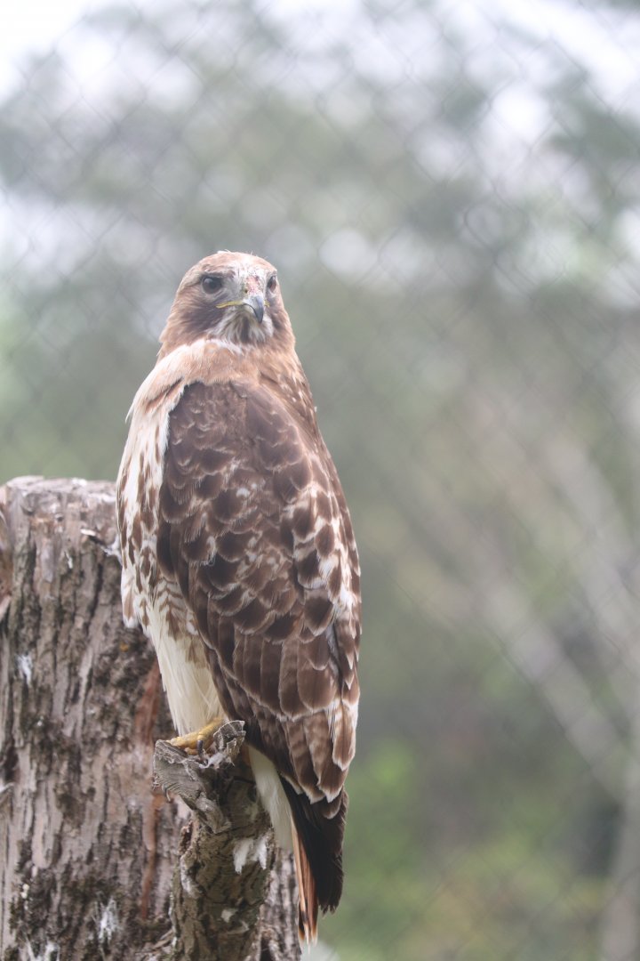 Ecomuseum Zoo - Red-Tailed Hawk
