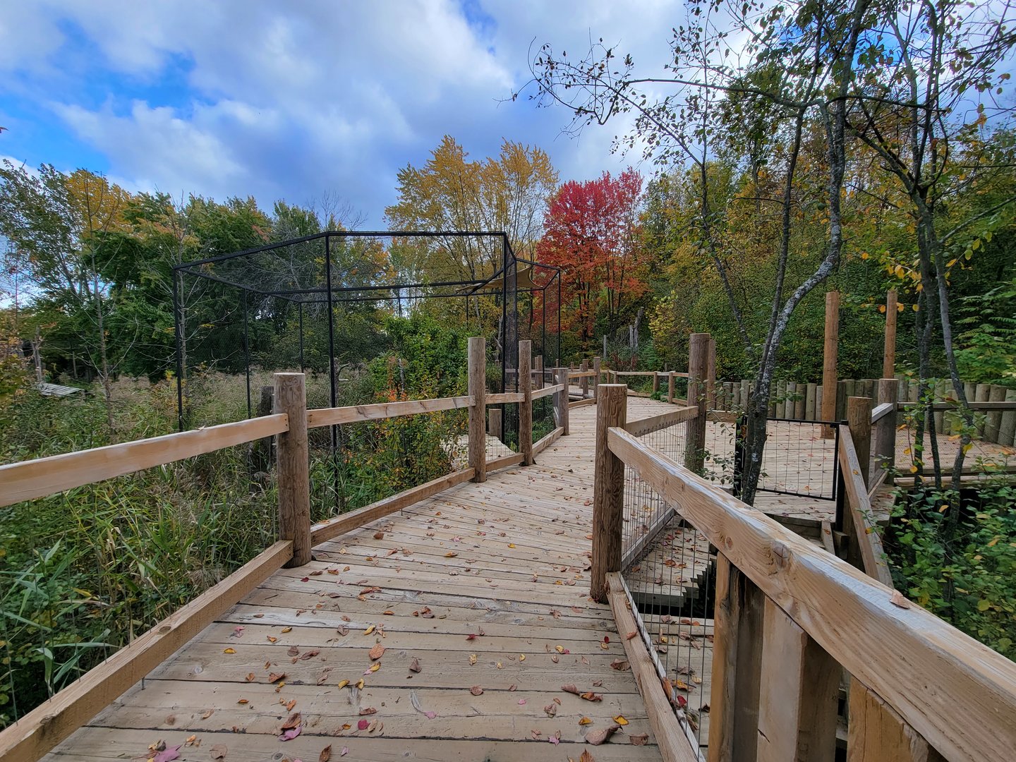 Ecomuseum Zoo - Red-tailed hawk