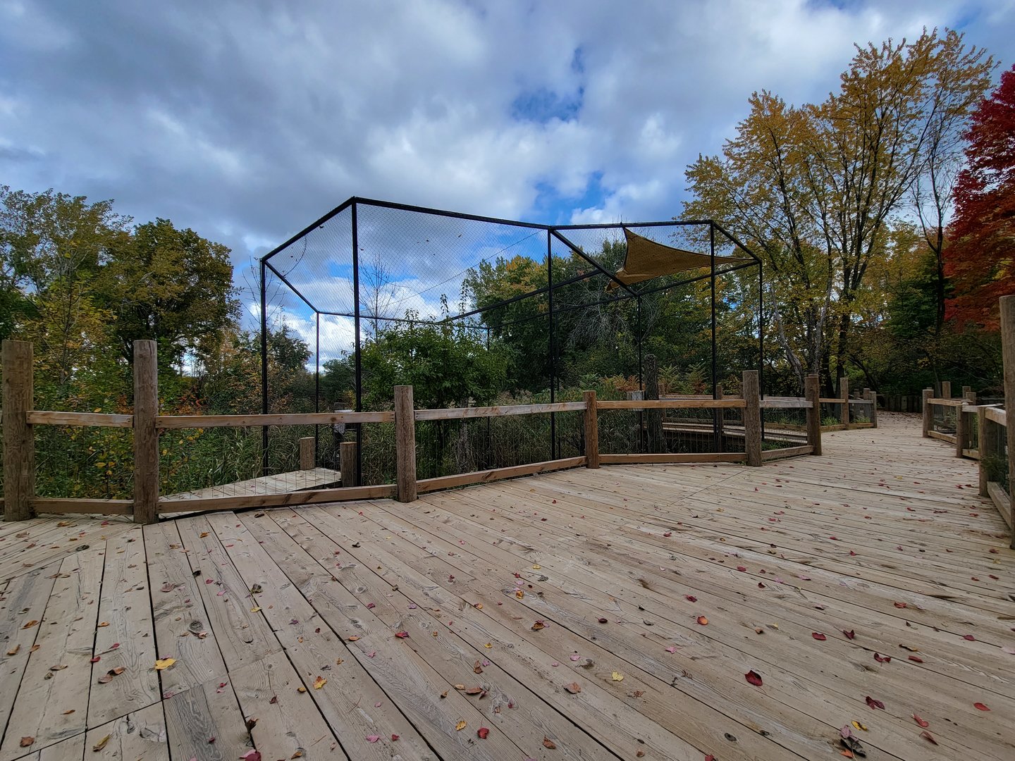Ecomuseum Zoo - Red-tailed hawk
