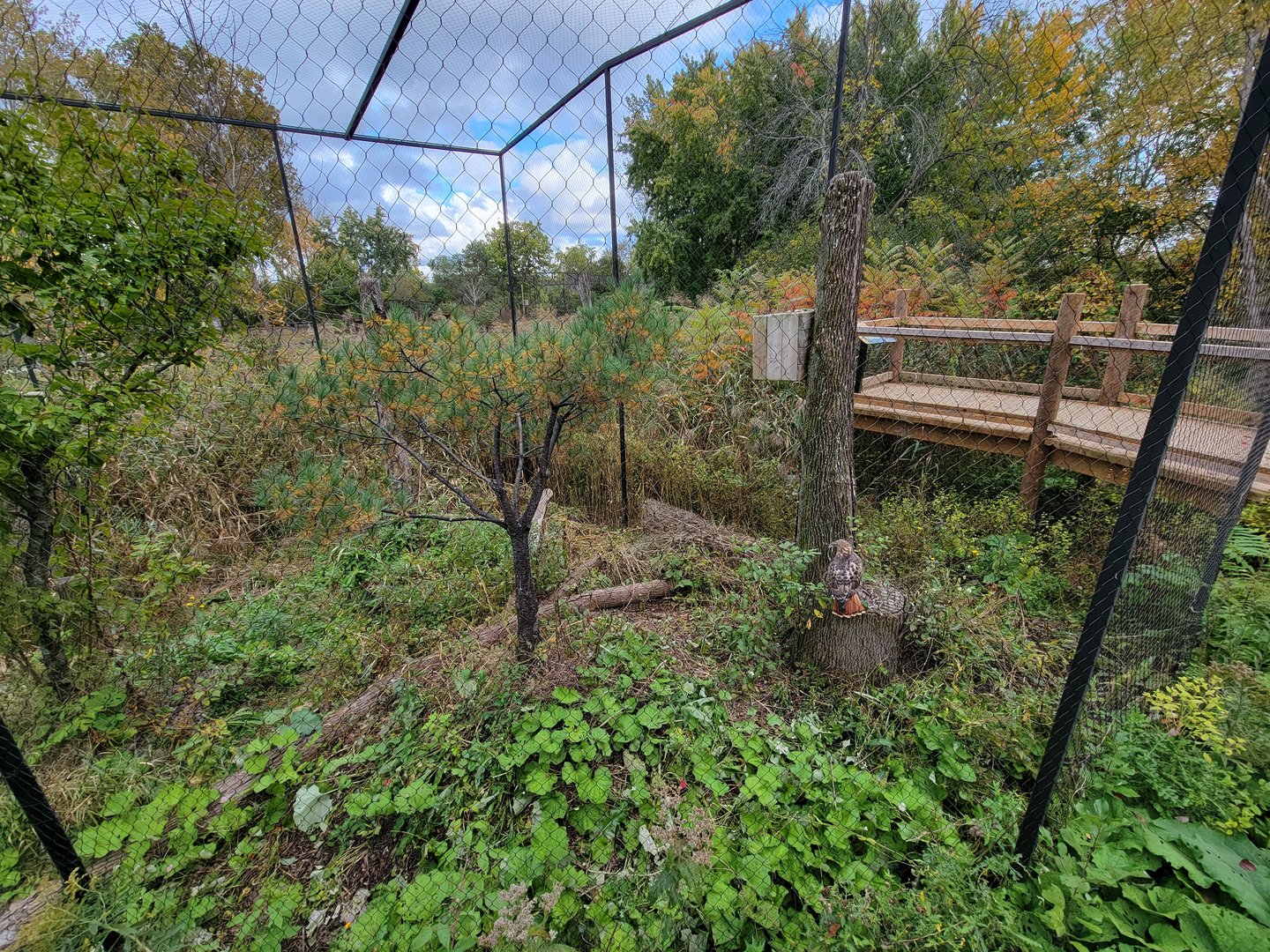Ecomuseum Zoo - Red-tailed hawk
