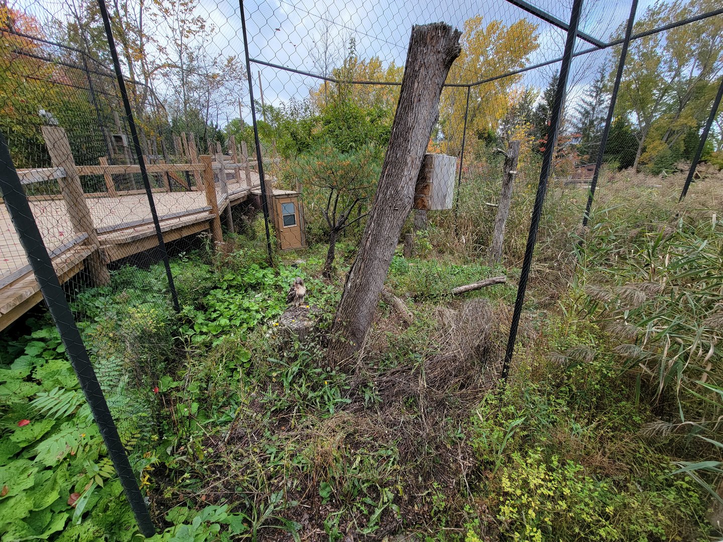 Ecomuseum Zoo - Red-tailed hawk