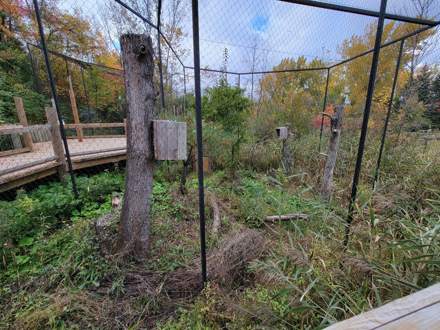 Ecomuseum Zoo - Red-tailed hawk