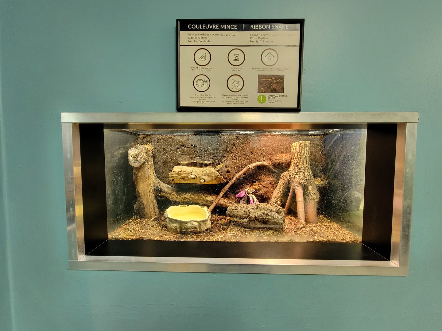 Ecomuseum Zoo - Ribbon snake