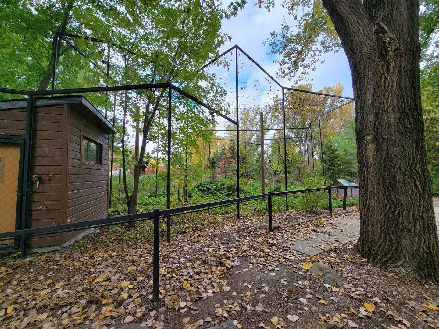 Ecomuseum Zoo - Rough-legged hawk